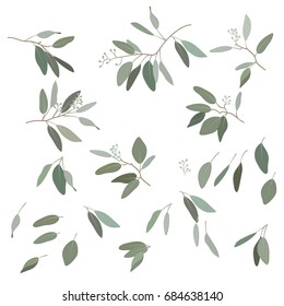 Leaves of Eucalyptus