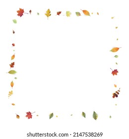 Leaves Falling. Autumn Flying Foliage. Chaotic Green, Yellow, Red Leaf Flying On White Background. Forest Design, Nature Elements. Ecology Vector Illustration. Environment Backdrop.