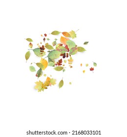 Leaves Falling. Autumn Flying Foliage. Chaotic Green, Yellow, Red Leaf Flying On White Background. Forest Design, Nature Elements. Ecology Vector Illustration. Environment Backdrop.
