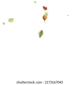 Leaves Falling. Autumn Flying Foliage. Chaotic Green, Yellow, Red Leaf Flying On White Background. Forest Design, Nature Elements. Ecology Vector Illustration. Environment Backdrop.