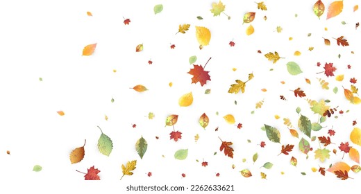 Leaves Falling. Autumn Flying Foliage. Chaotic Green, Yellow, Red Leaf Flying On White Background. Forest Design, Nature Elements. Ecology Vector Illustration. Environment Backdrop.