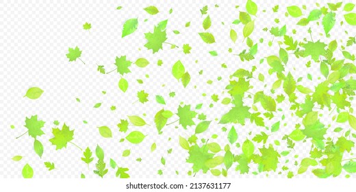 Leaves Falling. Spring Flying Foliage. Chaotic Green Leaf Flying On Transparent Background. Forest Design, Nature Elements. Ecology Vector Illustration. Environment Backdrop.