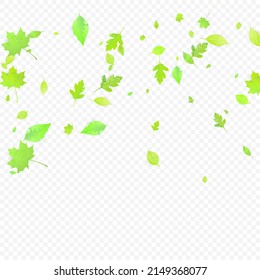 Leaves Falling. Spring Flying Foliage. Chaotic Green Leaf Flying On Transparent Background. Forest Design, Nature Elements. Ecology Vector Illustration. Environment Backdrop.