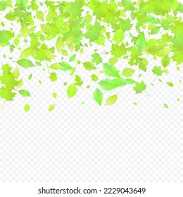 Leaves Falling. Spring Flying Foliage. Chaotic Green Leaf Flying On Transparent Background. Forest Design, Nature Elements. Ecology Vector Illustration. Environment Backdrop.