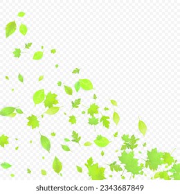Las hojas caen. Foliage volador de primavera. La Caótica Hoja Verde Volando Sobre Un Fondo Transparente. Diseño forestal, elementos naturales. Ilustración de vectores ecológicos. Fondo del entorno.
