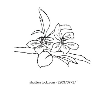 hojas y flor de un manzano. Esbozo vectorial en blanco y negro. 