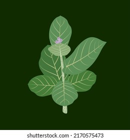 leaves and flower buds of biduri-Calotropics gigantea. flat vector