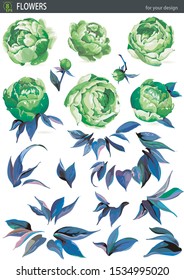 Leaves and flower design element. Elegance composition with blossom flowers. Beautiful isolated peony