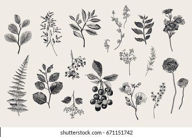 Leaves, flowers and berries set. Botanical vector vintage illustration. Set of florist. Colorful