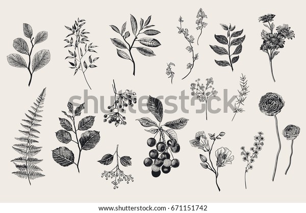 葉 花 ベリーセット 植物学のベクター画像ビンテージイラスト 花屋のセット カラフル のベクター画像素材 ロイヤリティフリー