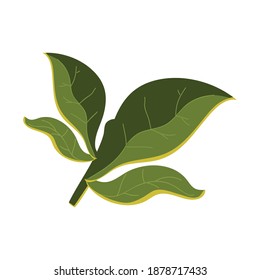 leaves foliage vegetation plant icon design vector illustration