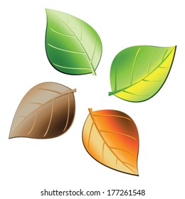 Leaves in four seasons vector