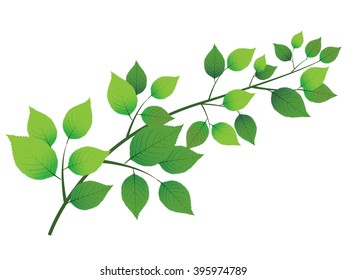 Deja el fondo verde fresco del árbol
