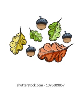 Leaves and fruits of the acorn on a white background. Cartoon style.