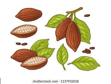 Leaves and fruits of cocoa beans. Vector vintage color illustration. Isolated on white background. Hand drawn design element for label and poster