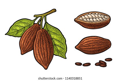 Leaves and fruits of cocoa beans. Vector vintage engraving illustration. Isolated on white background. Hand drawn design element for label and poster