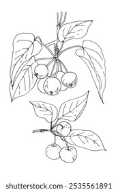 Folhas e frutos de maçãs selvagens. Desenho de vetor de linha de botânica de esboço