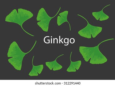 Leaves Of Ginkgo Bilboa Vector