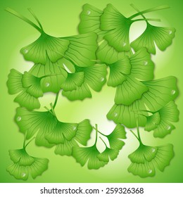 The leaves of ginkgo biloba with drops on the green background, vector, eps 10