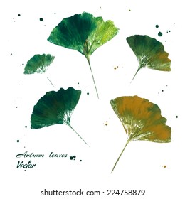 Leaves of ginkgo biloba. Hand drawn with paints. Vector isolated illustration.