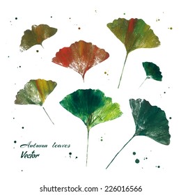 Leaves of ginkgo biloba. Hand drawn with paints. Vector isolated illustration.