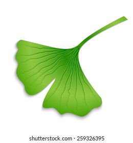 The leaves of ginkgo biloba on the white background, vector, eps 10