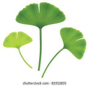 Leaves of ginkgo biloba. Vector isolated  illustration on white background.