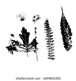 Leaves and grass. Texture, silhouette. Vector illustration.