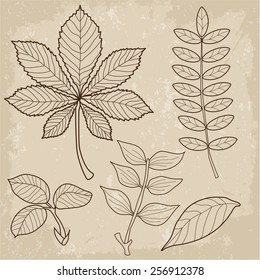 Leaves of grass. Leaves view. Leaves falling. Leaves background. Leaves changing color. Tree leaves. Vector illustration. Autumn leaves. Leaf. Fall leaves. Plant. Tree. Vintage picture. Exquisite.