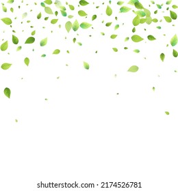 Leaves Green Falling. Spring Flying Foliage. Chaotic Leaf On White Background. Ecology Design, Nature Elements. Spring Sale Vector Illustration. Greenery Environment Backdrop.