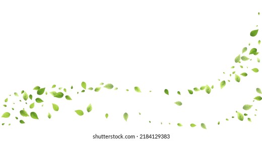 Deja La Caída Verde. Foliage volador de primavera. Hoja Caótica Sobre Fondo Blanco. Diseño ecológico, elementos naturales. Ilustración de vectores de venta de primavera. Entorno verde