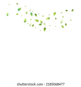 Leaves Green Falling. Spring Flying Foliage. Chaotic Leaf On White Background. Ecology Design, Nature Elements. Spring Sale Vector Illustration. Greenery Environment Backdrop.
