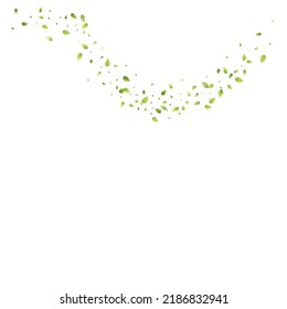 Deja La Caída Verde. Foliage volador de primavera. Hoja Caótica Sobre Fondo Blanco. Diseño ecológico, elementos naturales. Ilustración de vectores de venta de primavera. Entorno verde