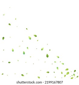 Deja La Caída Verde. Foliage volador de primavera. Hoja Caótica Sobre Fondo Blanco. Diseño ecológico, elementos naturales. Ilustración de vectores de venta de primavera. Entorno verde