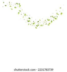 Deja La Caída Verde. Foliage volador de primavera. Hoja Caótica Sobre Fondo Blanco. Diseño ecológico, elementos naturales. Ilustración de vectores de venta de primavera. Entorno verde