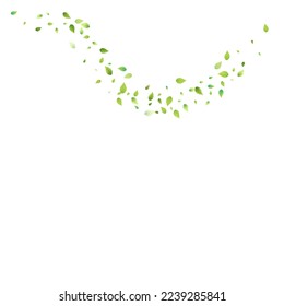 Bleibt grün fallen. Frühlingsfliegendes Blattwerk. Chaotisches Leaf auf weißem Hintergrund. Ökologiedesign, Naturelemente. Frühlingsverkäufer Vektorgrafik. Hintergrund der grünen Umgebung.