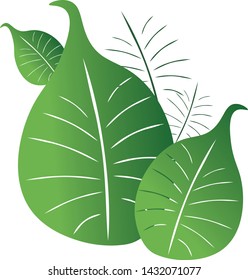Leaves are green, insulated, white