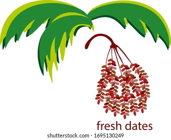 the leaves are green and large ripe clusters of ripe dates. vector.