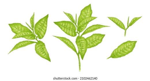 Leaves of green tea matcha. Set of realistic green tea leaves, sprouts, Sprigs. Sketch of tea plants. Illustration in pointillism. Hand-drawn vector.
