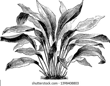 The leaves are growing alone. There are many veins in each leaf. The stem appears beneath the leaves and stalk is very long, vintage line drawing or engraving illustration.