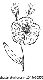 The leaves grown from main stem and flower grow on stem. A single stalked flower with five petals, stamens grown around a small central column, vintage line drawing or engraving illustration.