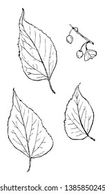 Leaves of Hackberry tree. These leaves resemble those of nettles and found in both tropical and temperate regions, vintage line drawing or engraving illustration.