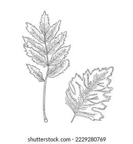 Blatt-Hand-Zeichnung, Vektorgrafik