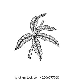 Leaves hand drawn vector. Botanical, floral outline drawing symbol vector illustration