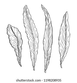 leaves. Hand Drawn Vector illustration