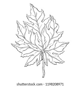 leaves. Hand Drawn Vector illustration