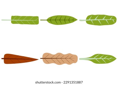 Leaves hand drawn vector set, Hand drawn decorative elements.