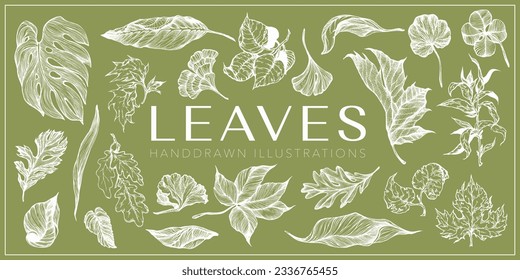 Leaves handdrawn illustration set, Leaves drawings