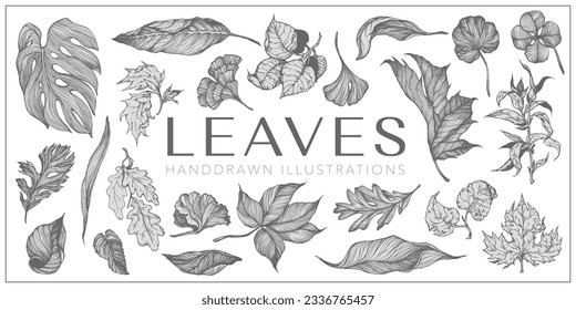 Leaves handdrawn illustration set, Leaves drawings