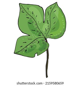 Leaves of Hepatica nobilis. Botanical elements isolated on white background. Plants are drawn by hand in pencil. Vintage style. Design for postcards, clothing, logo, template, print.